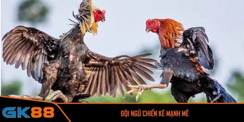 AOG Đá Gà cung cấp đội ngũ chiến kê mạnh mẽ