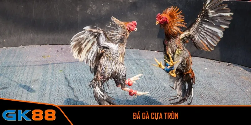 Đá gà cựa tròn