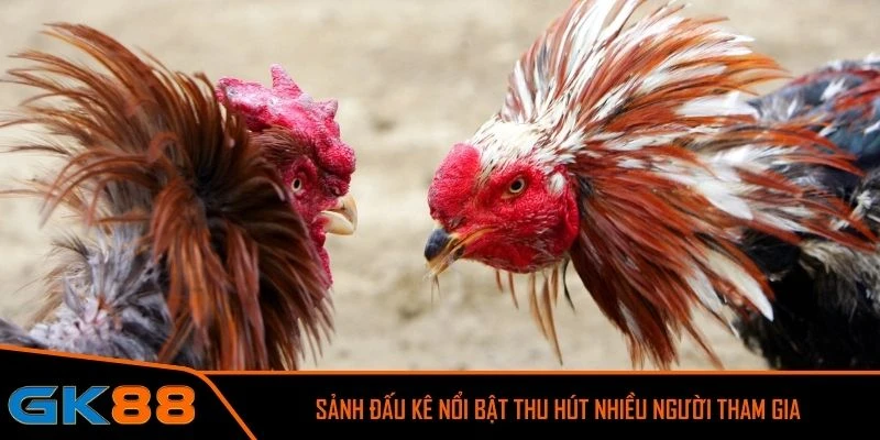 AOG Đá Gà nổi bật thu hút nhiều người tham gia